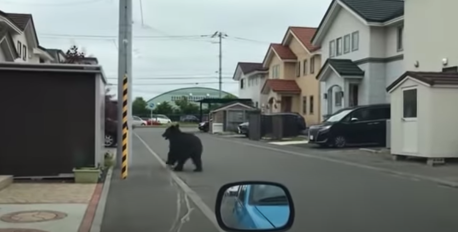 File. Several flights and schools were closed in the Japanese city of Sapporo after a bear was found galloping through the streets